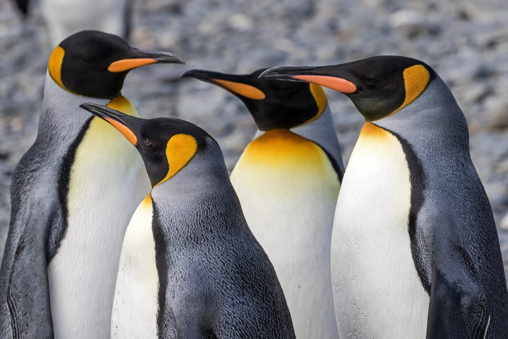 海辺のペンギン――ペンギンは哺乳類？鳥類？